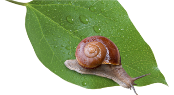 Snail 2